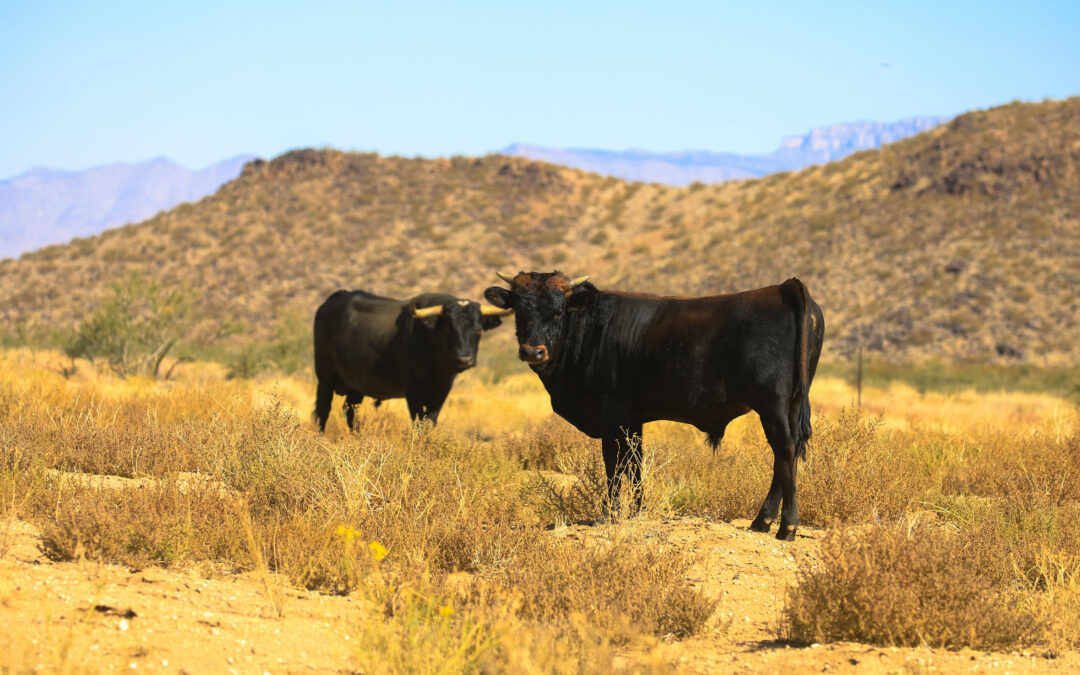 Pet and Livestock Preparedness for Emergency Evacuation