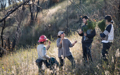 Sierra RCD’s Reforestation Efforts in the Creek Fire Burn Scar