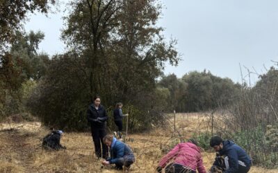 Restoring China Creek Park: A Conservation Effort in Progress
