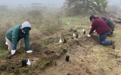 Sierra RCD Planting Days to Support Pollinators